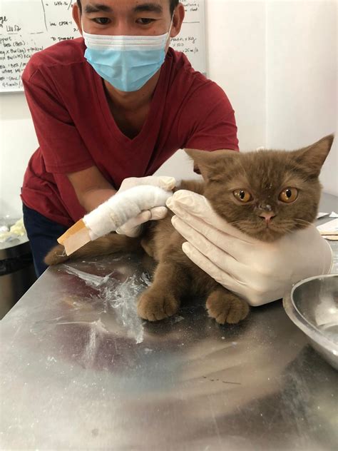 manila feline center|The Cat Clinic.